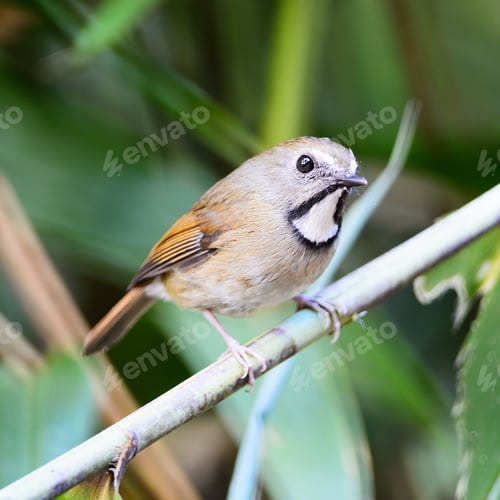 Preview: White-gorgeted Flycatcher
