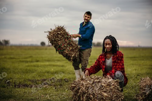 Visualização: Agricultores trabalhando juntos organizando fardos de feno no campo