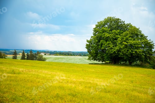 Preview: Spring rural landscape with field of white poppy and big tree in cloudy day in Czech Republic