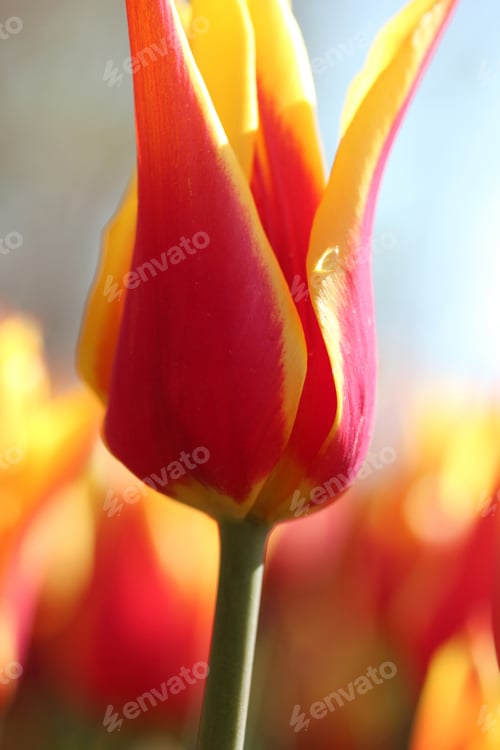 Preview: Tulip