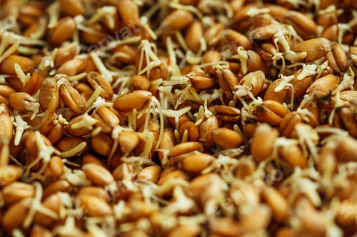 Preview: Macrobiotic food from sprouts for vegetarian meal. Healthy diet and vegetarian food.