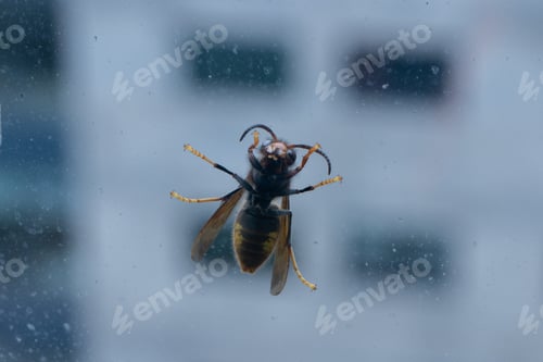 Preview: Wasp perched on the glass of a window
