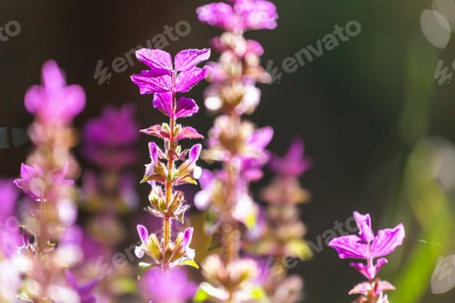 Preview: Flowers