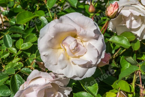 Preview: A Macro Shot Of A White Rose In A Garden In Seatac, Washington.