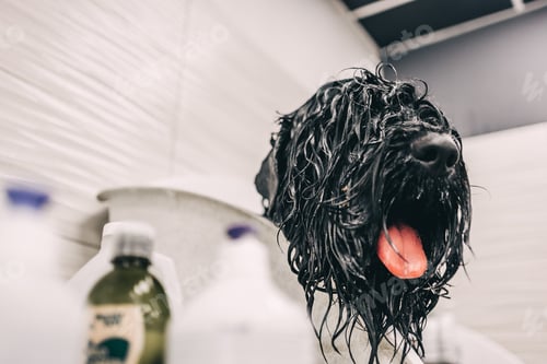 Preview: The dog takes a shower
