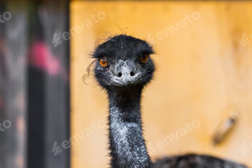 Preview: Portrait of an ostrich. The ostrich looks into the camera. Wildlife, zoo.