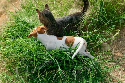 Preview: Jack Russell terrier puppy playing with tabby cat outdoor.