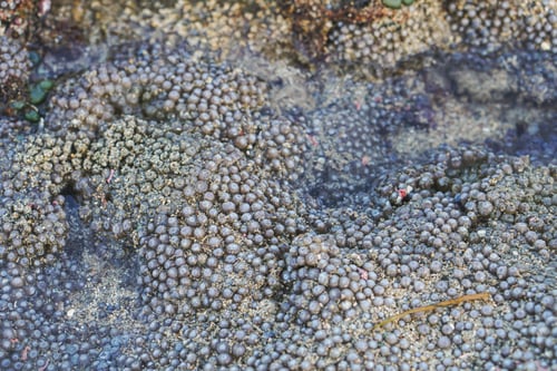 Preview: Beautiful coral on the beach