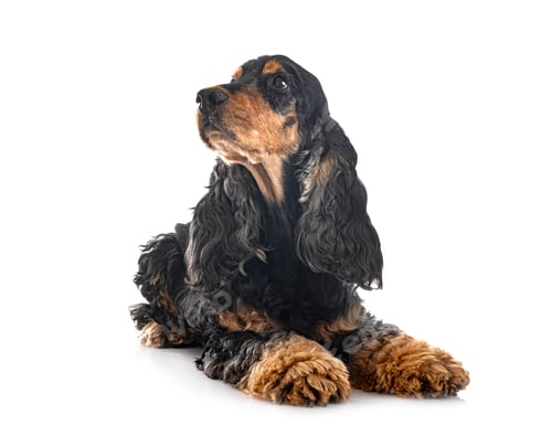 Preview: English Cocker Spaniel