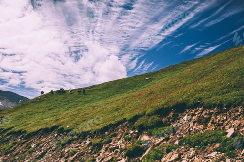 Preview: herd grazing on green pasture in mountains, Indian Himalayas, Rohtang Pass