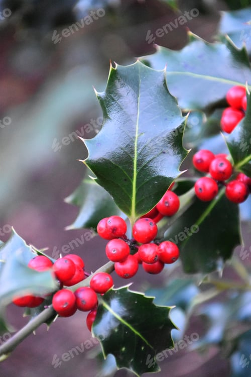 Preview: bright red holly berries and shiny holly leaves
