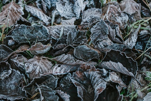 Preview: Frozen leaves on the ground. First signs of winter.