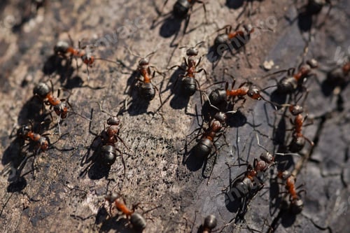 Preview: Closeup of ants on an old wooden surface under the sunlight with a blurry background