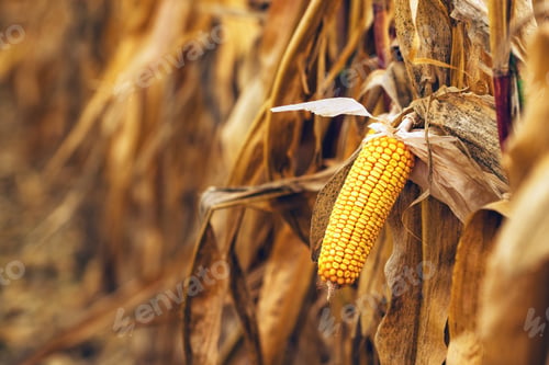 Preview: Ripe yellow ear of corn on the cob