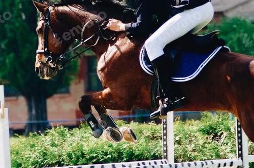 Preview: horse