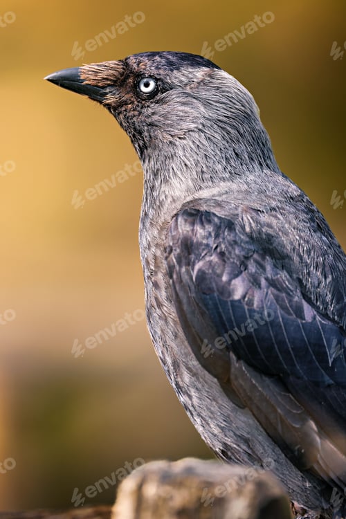 Preview: Close-up of a Eurasian jackdaw with a blurred background.