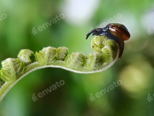 Preview: Little snail