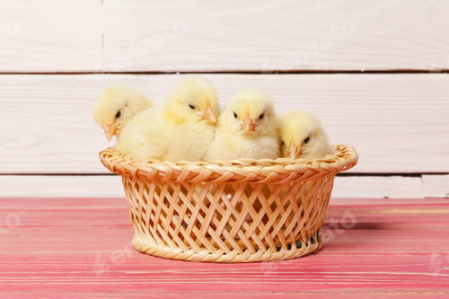 Preview: beautiful little chicken in nest