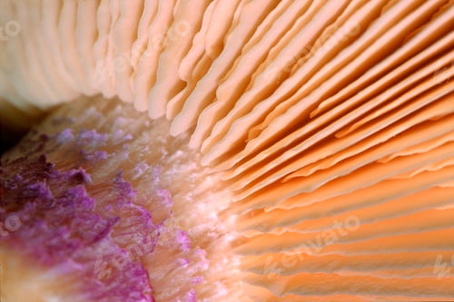 Preview: Wild Mushroom, Sierra de Guadarrama National Park, Spain