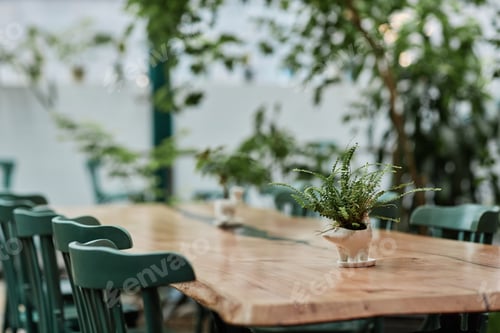 Preview: Fern in Ceramic Pot