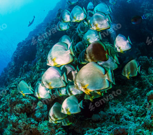 Preview: Underwater fish Photograph surrounded by coral reef scene