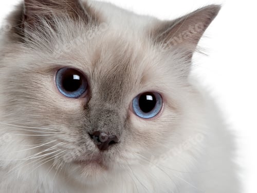 Preview: close up of a Birman