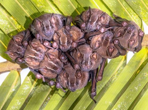 Preview: Tent making bats hanging under leaf