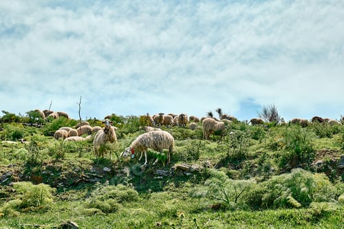 Preview: Flock of sheep grazing on green meadows in mountains in Sicily, Italy.