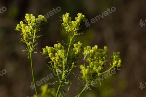 Preview: plant olden Alyssum in nature
