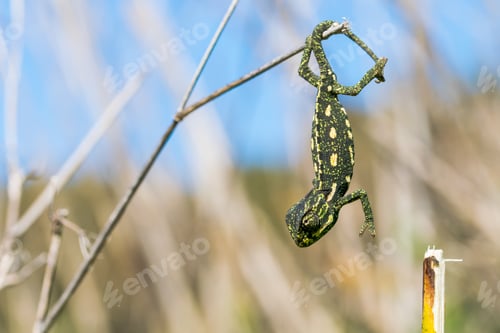 Preview: Baby chameleon balancing on a fennel twig.