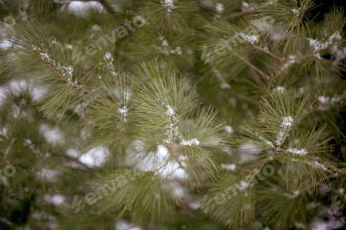 Preview: Closeup shot of a green fir tree covered with snow