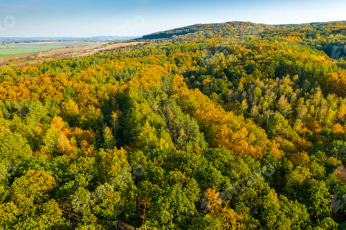 Preview: Aerial view of forest with beautiful autumn colours. Top of the trees