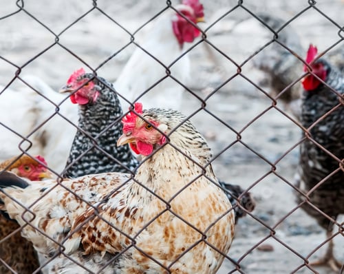 Preview: Chickens on poultry farm
