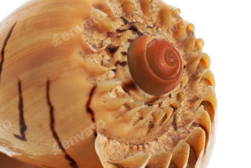 Preview: Sea shell macro detail