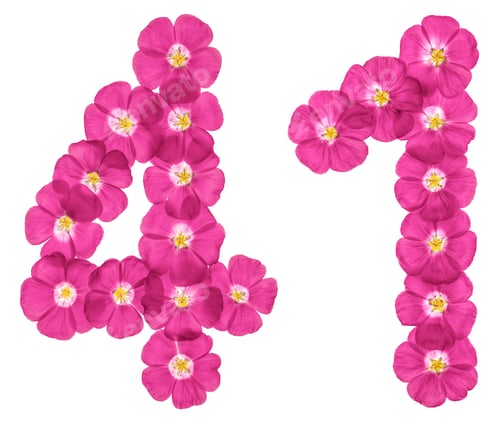 Preview: Arabic numeral 41, forty one, from pink flowers of flax, isolated on white background
