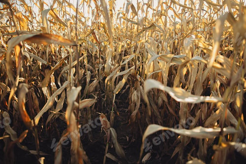 Preview: Yellow corn field in sunny autumn day. Harvest time. Maize field, yellow stems, leaves in warm light