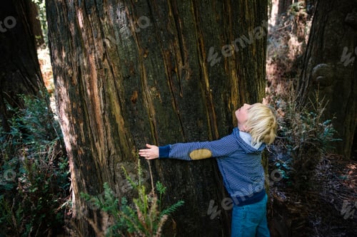 Preview: USA, California, Big Sur, Boy hugging big tree trunk