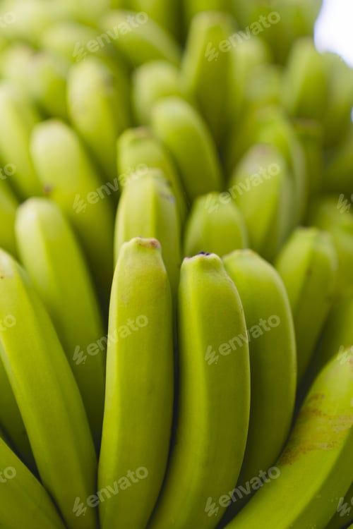 Preview: Bunch of green bananas, close up. Canary Islands, Spain.