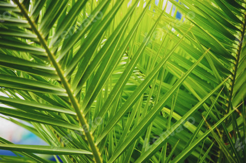 Preview: palm leaf