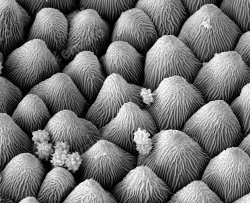 Preview: Snow crystal petal, SEM