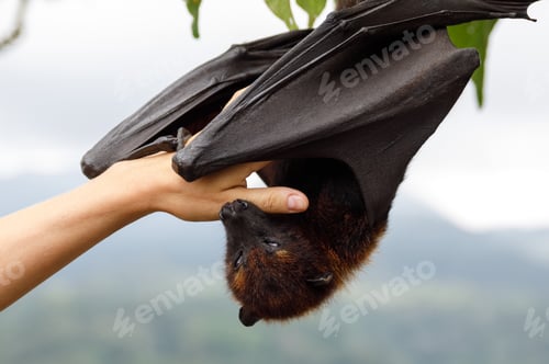 Preview: Cute flying fox hanging on the tree
