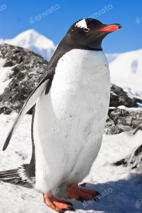 Preview: penguin on the rocks