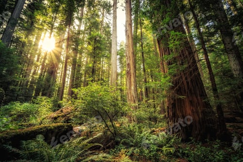 Preview: Sunrise In The The Redwoods At Redwoods National And State Parks California