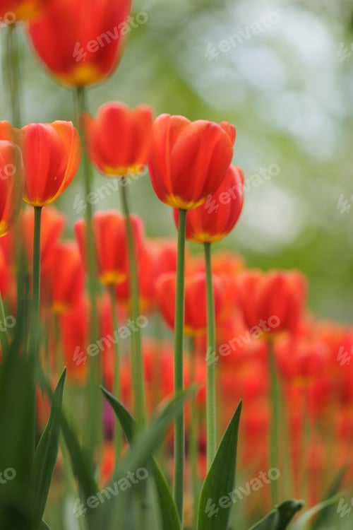 Preview: blooming red tulips in park on flower bed. spring fresh flowers in sunlight.