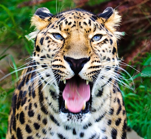 Preview: Vertical selective focus shot of a dangerous African Leopard roaring at the camera