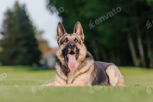 Preview: East European Shepherd dog on the walk. Active East European Shepherd dog enjoying outdoor playtime