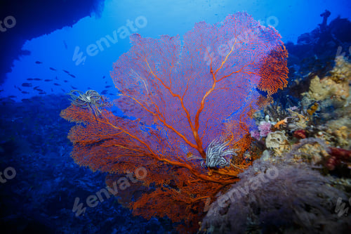 Preview: Underwater scene with fish swimming above a coral reef, adorned with red corals
