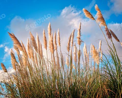 Preview: Beautiful view of the grown fluffy pampas grasses in the field