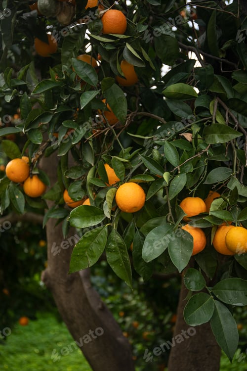 Preview: Orange tree