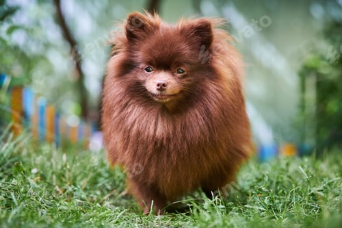 Preview: Pomeranian Spitz brown dog in garden